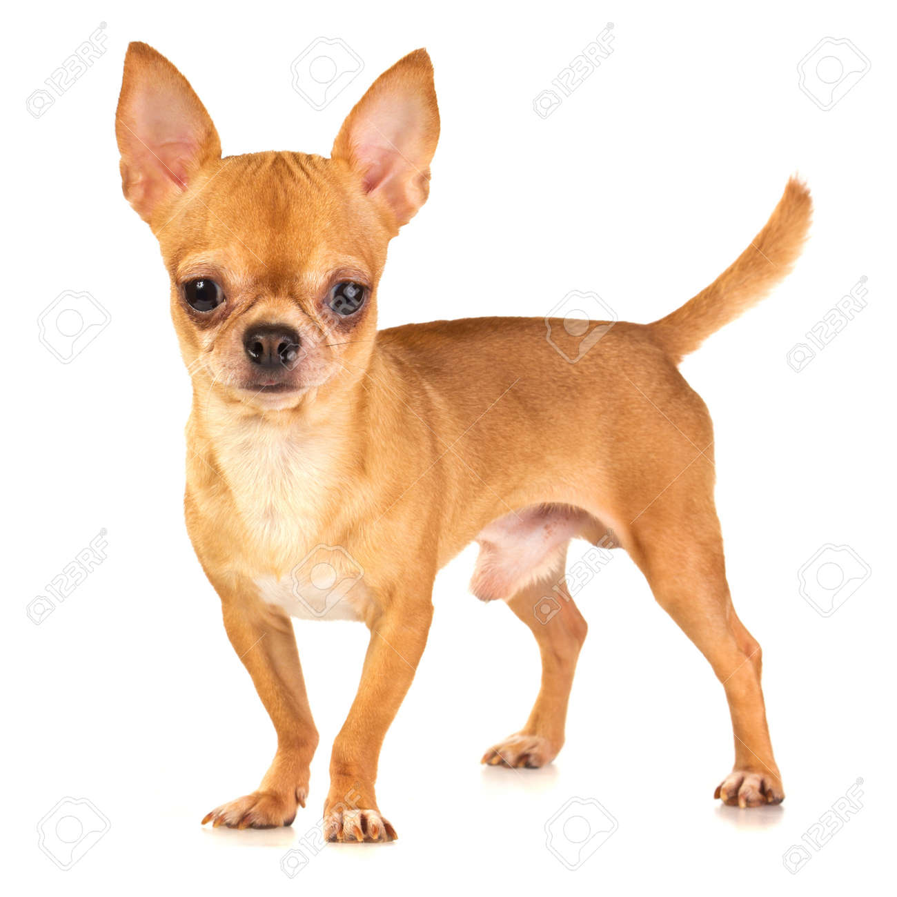 short coat chihuahua
