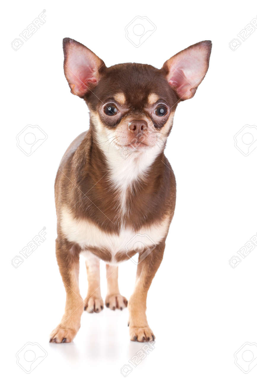 short coat chihuahua