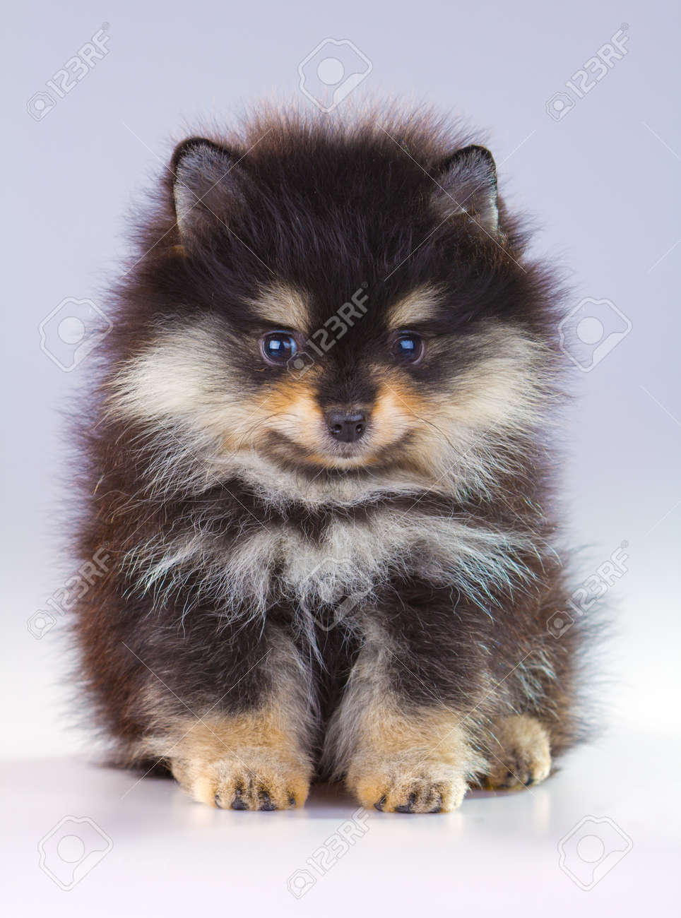 black and grey pomeranian
