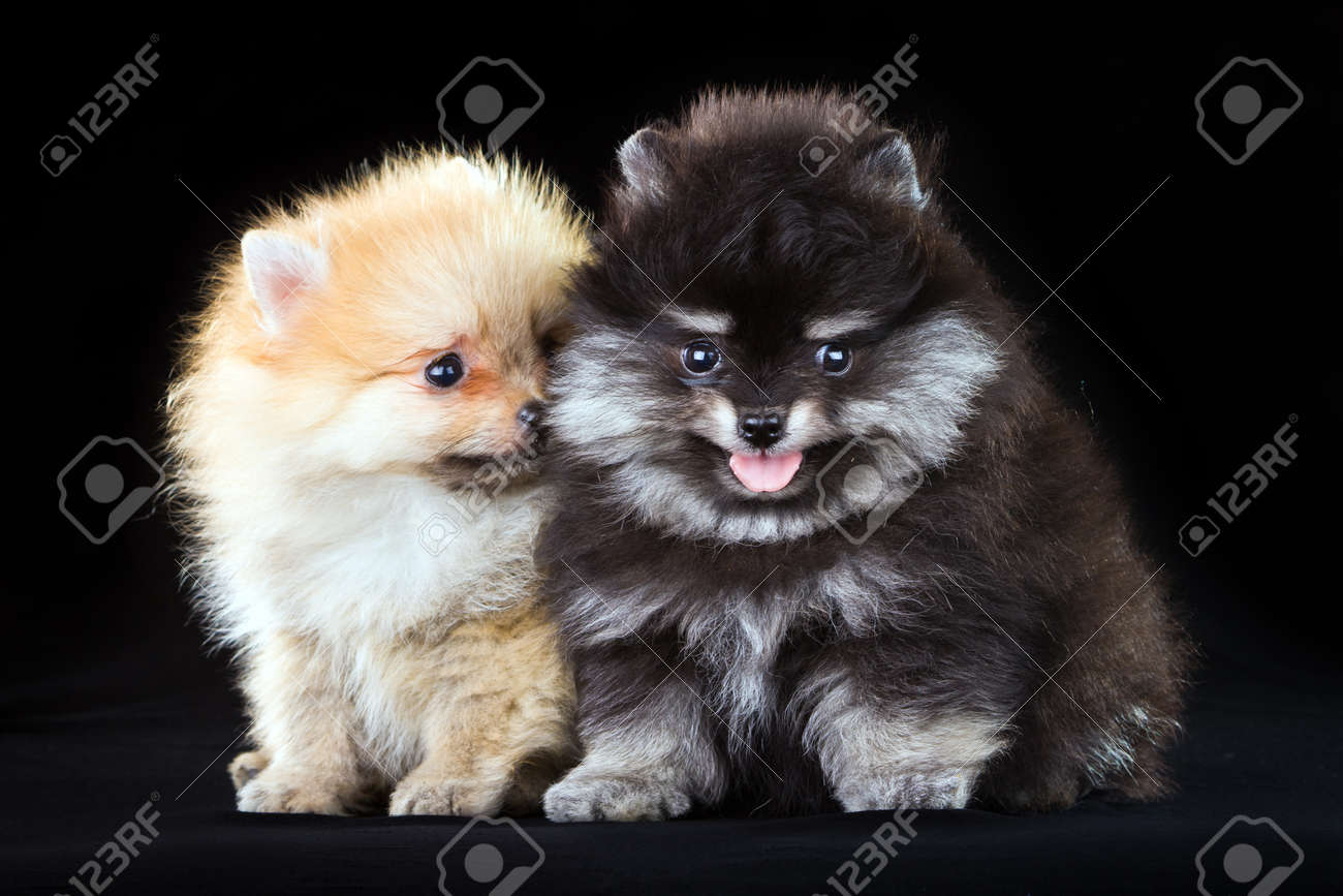 black and grey pomeranian