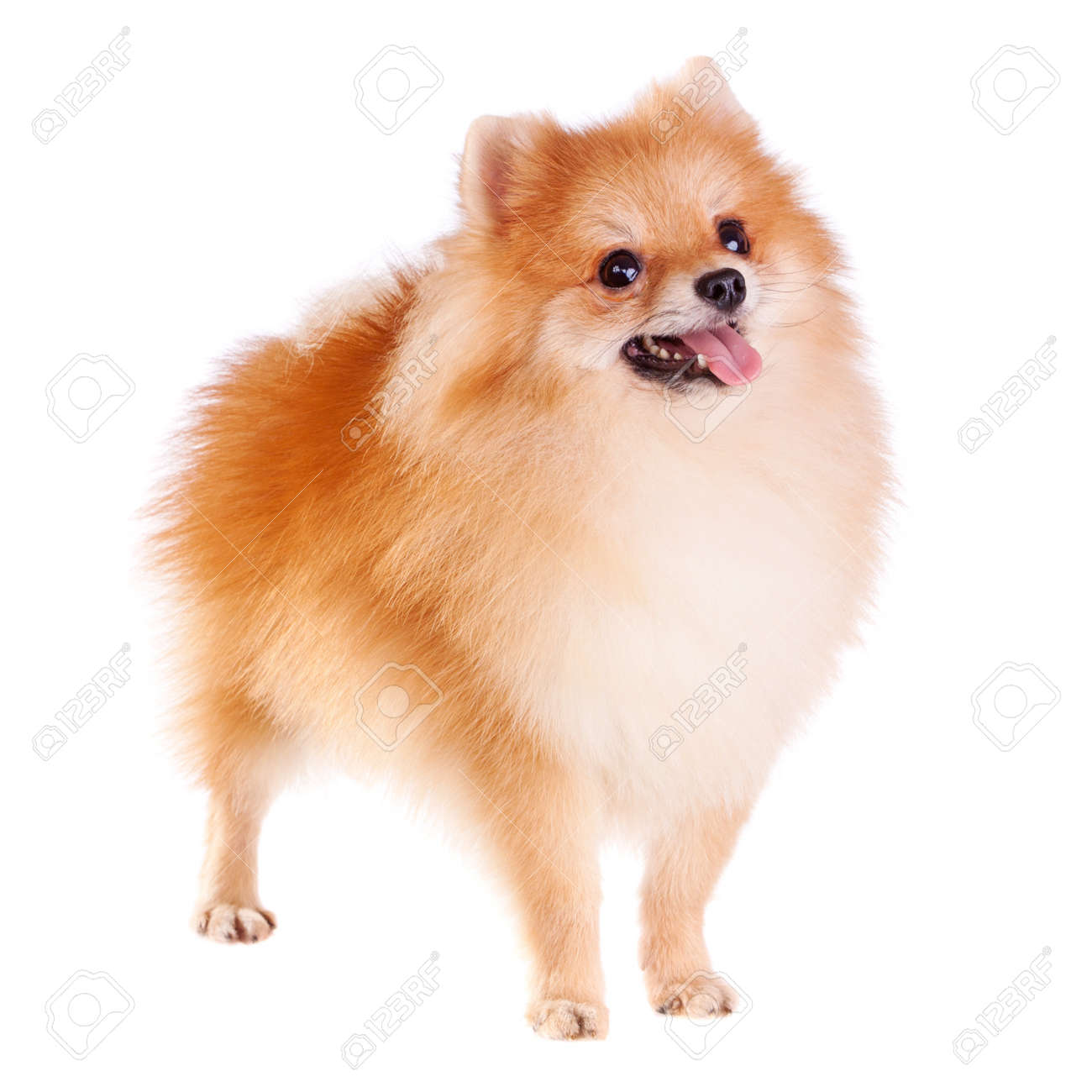 Pomeranian Dog Isolated On A White Background Stock Photo Picture