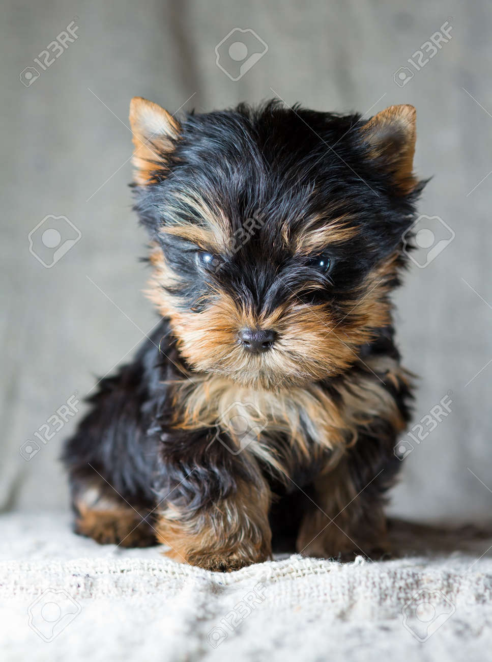 small yorkshire terrier