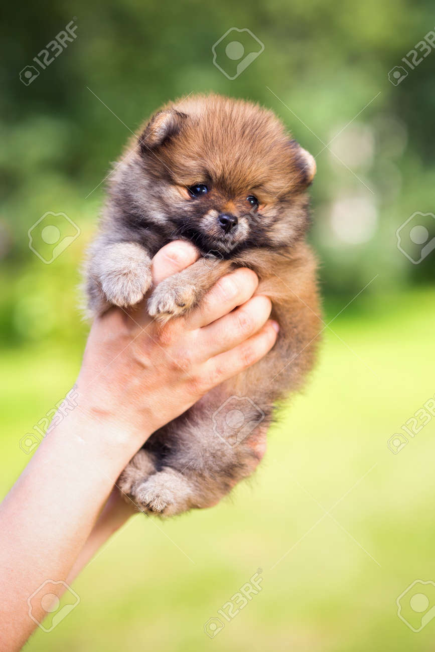 small fluffy pomeranian