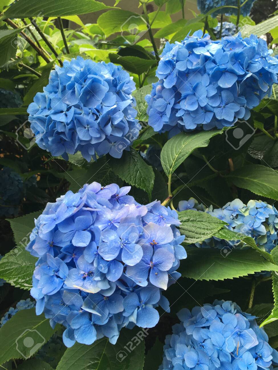 Hortensia Flower Close Up. Artistic 