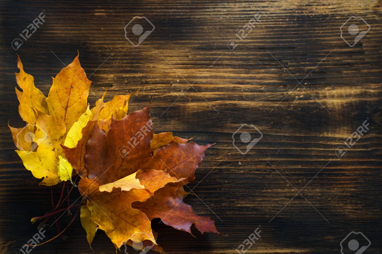 autumn background of fall leaves on the wooden board autumn maple