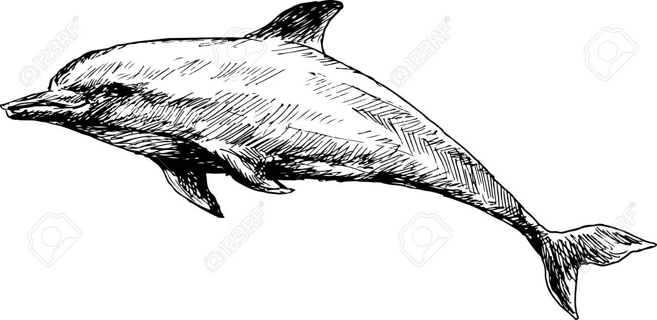hand drawn dolphin royalty