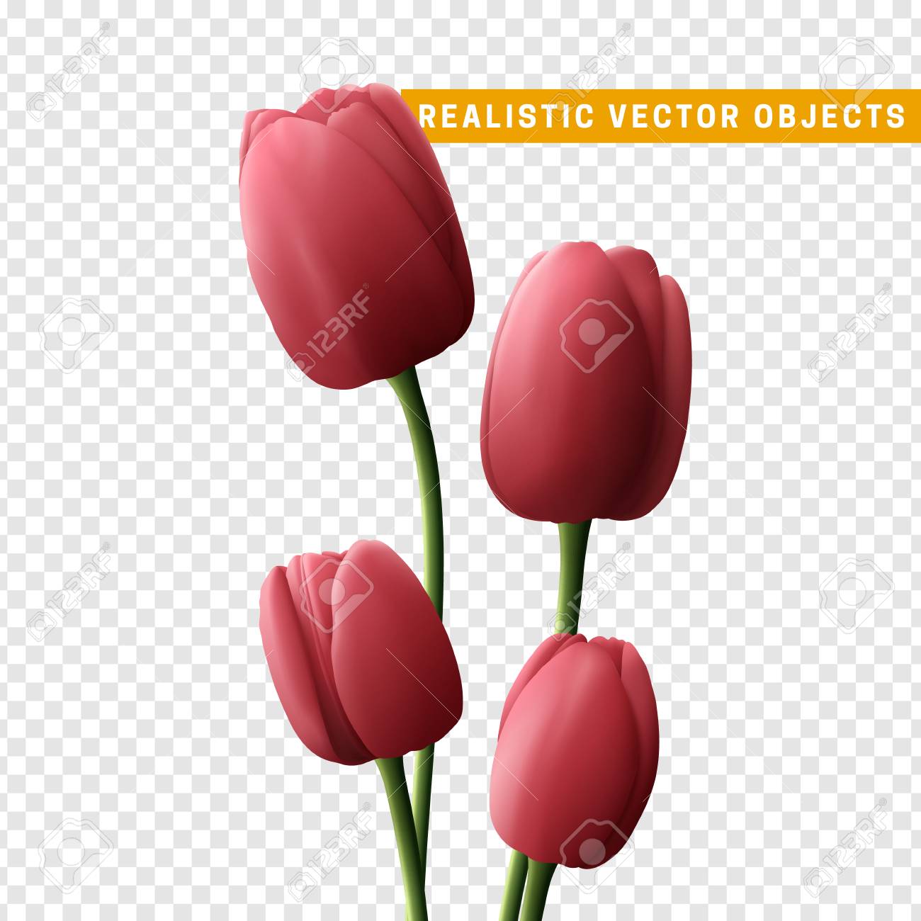 Tulipe fleur réaliste isolé sur fond transparent. Bouquet de tulipes roses