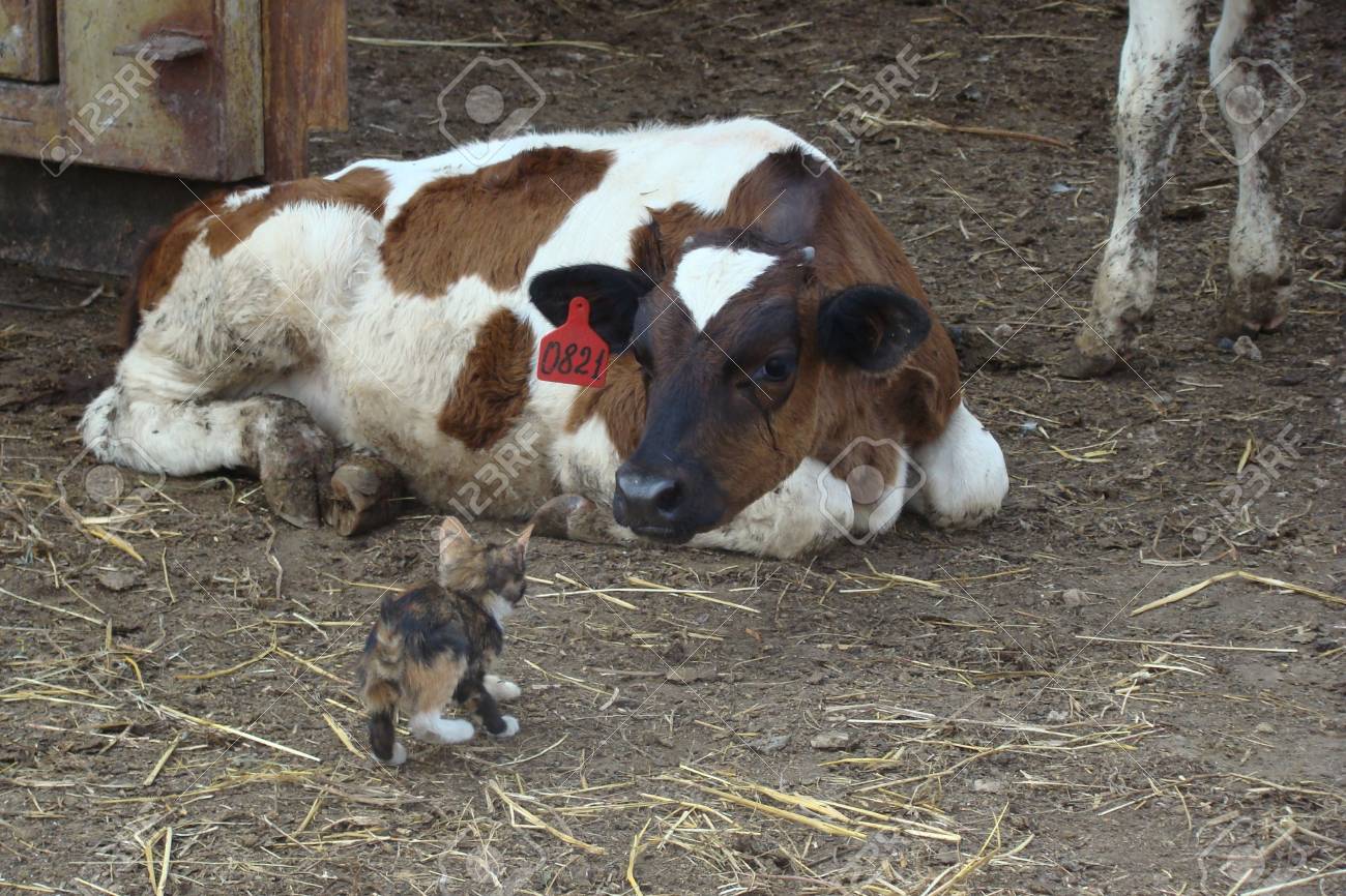 kitten cow