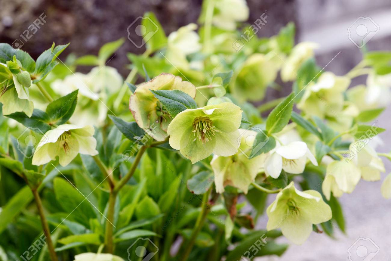 Grun Gelb Nieswurz Blume In Der Blute Lizenzfreie Fotos Bilder Und Stock Fotografie Image 67071829