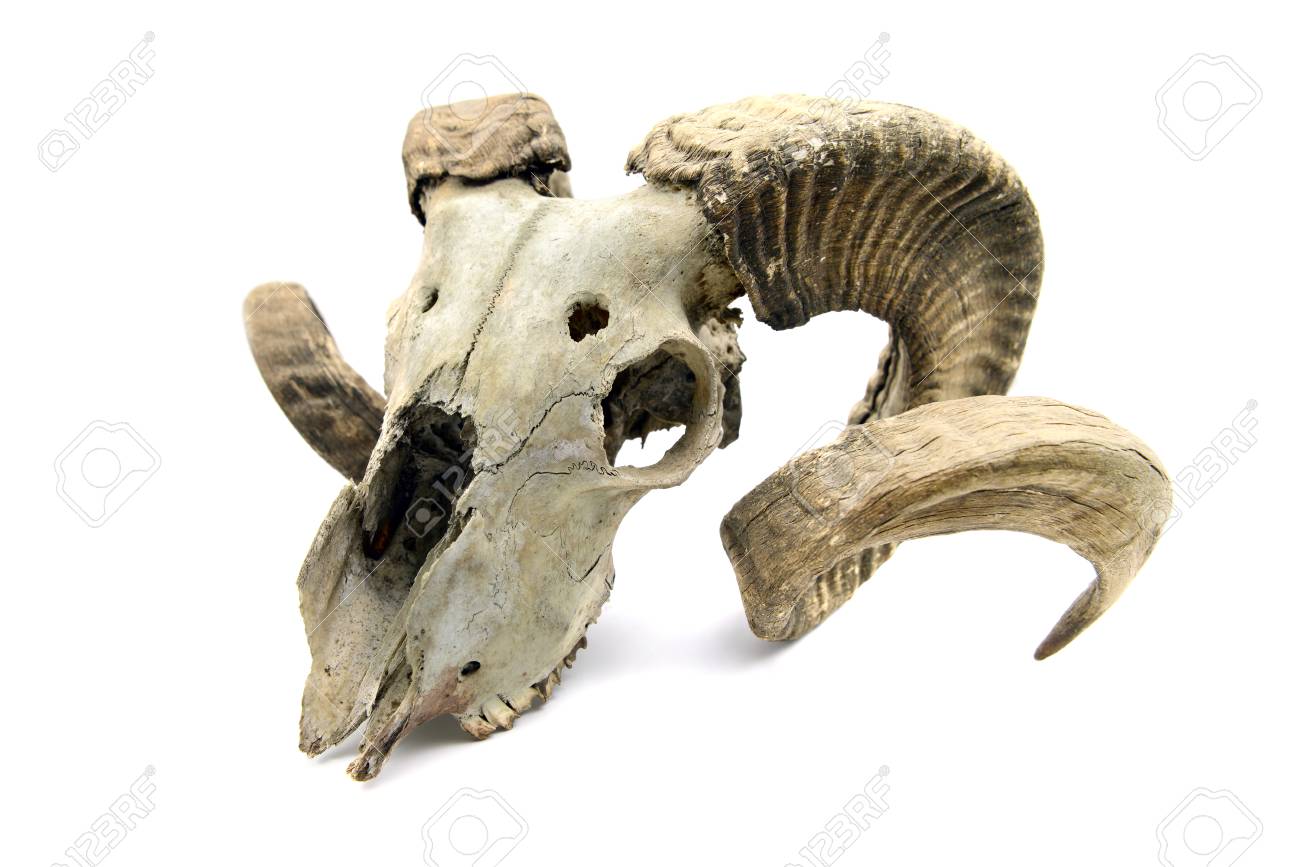 白い孤立した背景に角を持つヤギの頭蓋骨。の写真素材・画像素材 Image