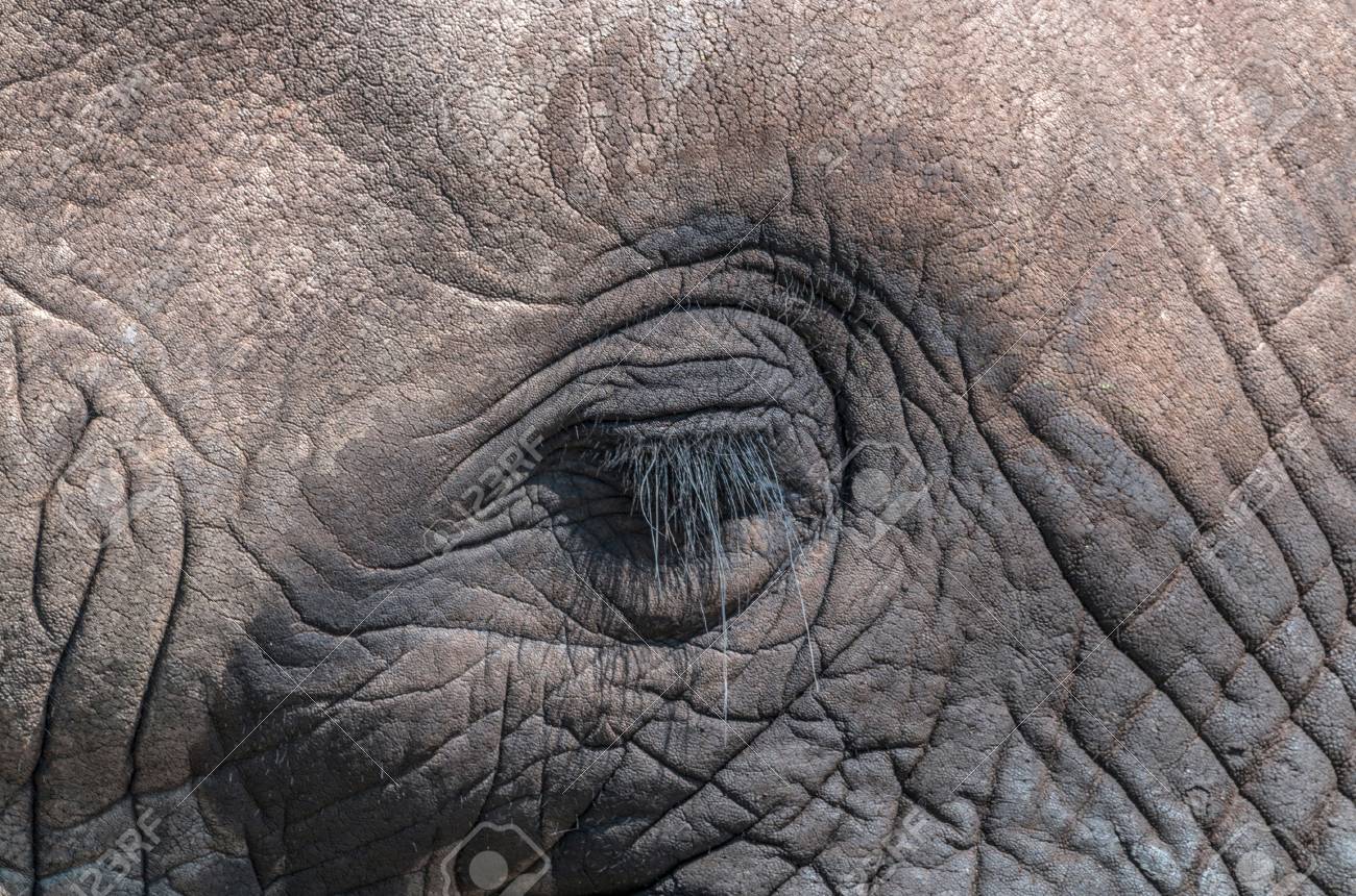 Extreme Close Up Of Eye Lashes Rippled Paterns And Textured Skin