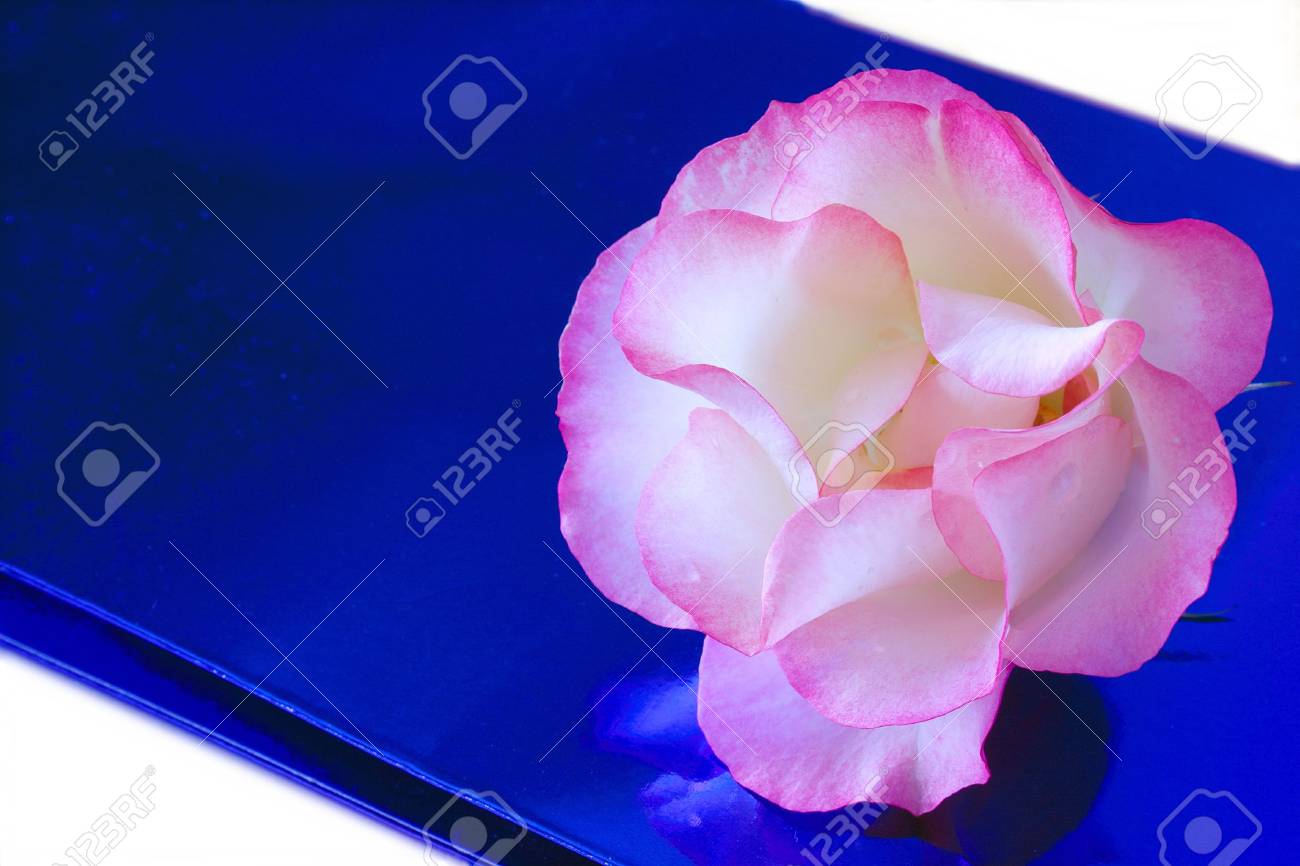 pink flower over a blue wrapping paper stock photo picture and pink flower wrapping paper