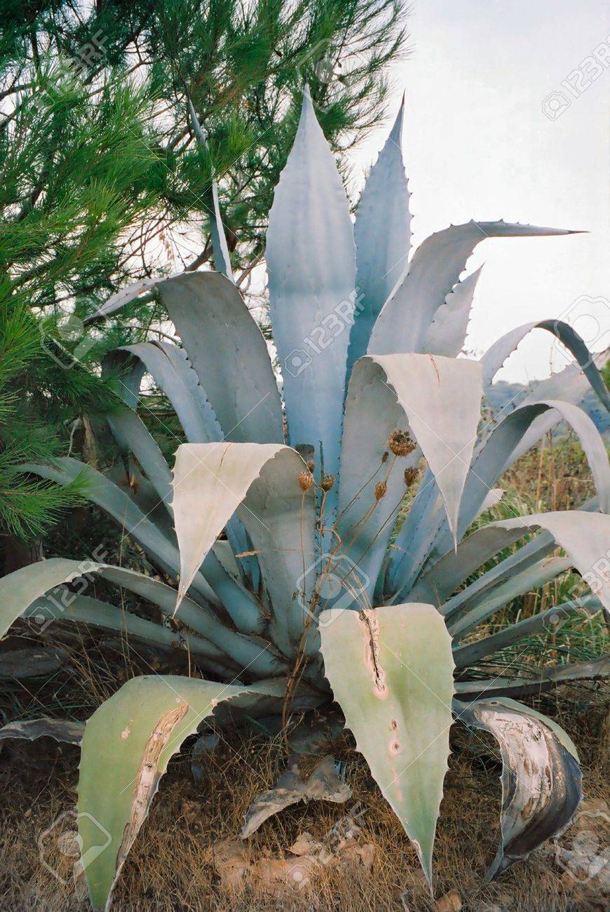 Aloe Vera Groen Kakteen Lizenzfreie Fotos, Bilder und Stock Fotografie.  Image 320554.