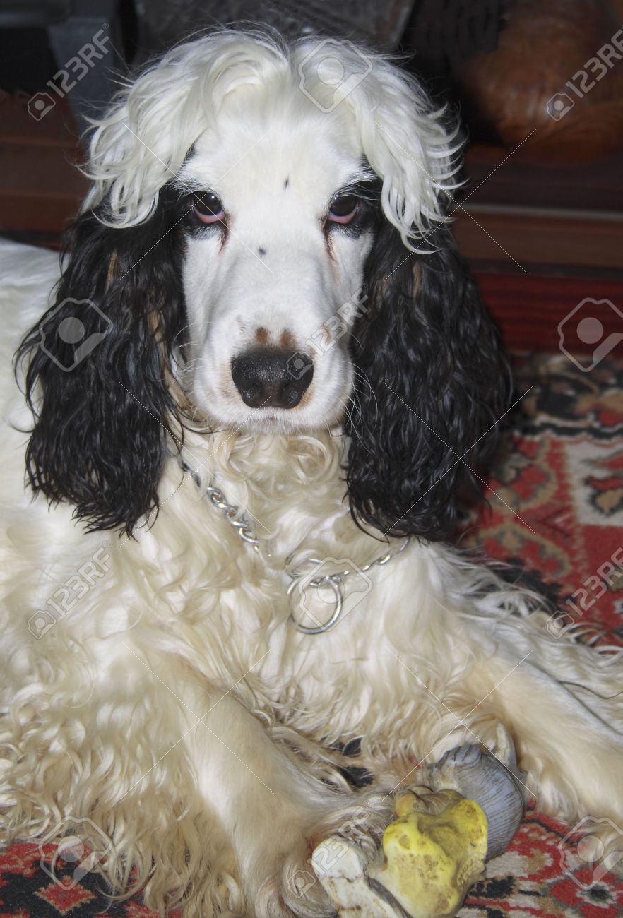Long haired spaniel Clearance