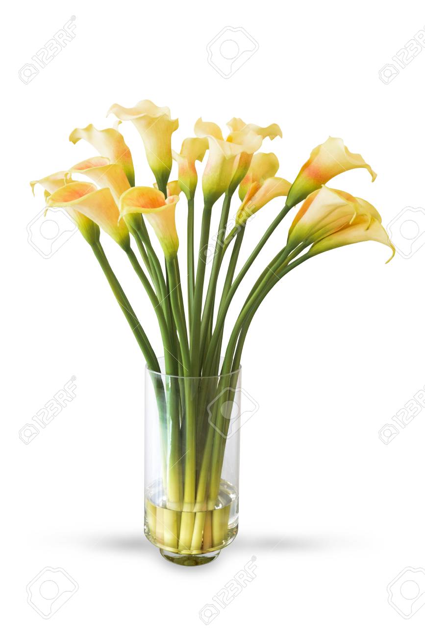 Yellow Calla Lily Flower In Vase Isolated On White Background