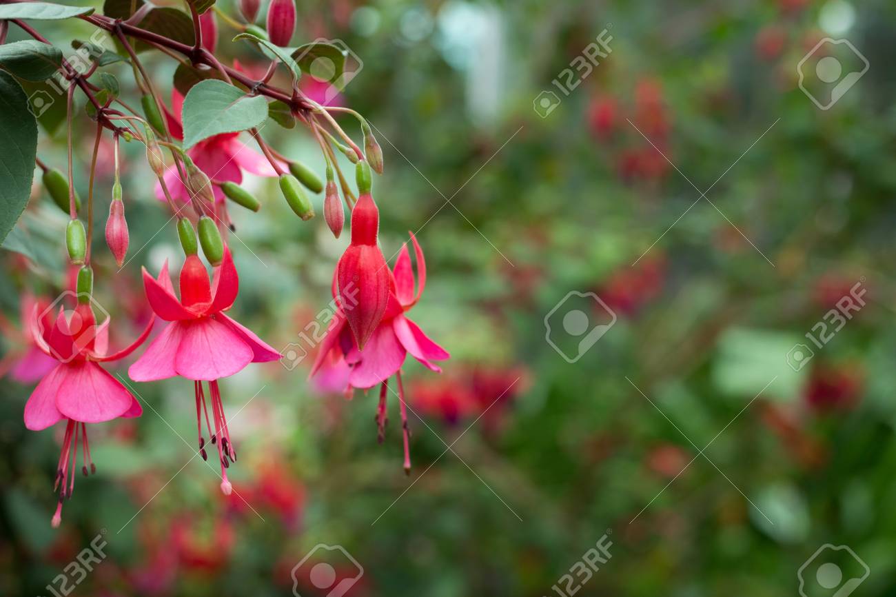 自然の花の背景 夏の日の中で日光の下で庭に咲く赤い花の素晴らしい自然の風景 の写真素材 画像素材 Image 自然の花の背景 夏の日の中で日光の下で庭に咲く赤い花の素晴らしい自然の風景 の写真素材 画像素材 Image
