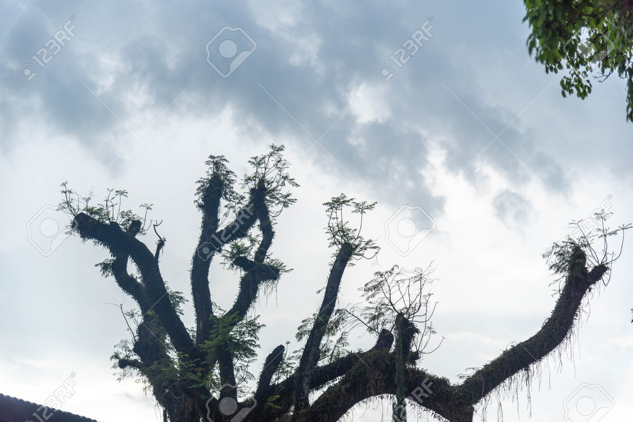 etiam-dictum-ipsum-a-felis