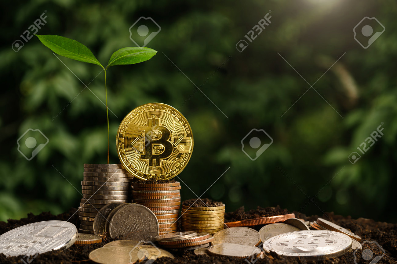 Plant Growing Step On Coins. Concept Finance And Accounting. Cryptocurrency  - Litecoin, Bitcoin, Stock Photo, Picture and Royalty Free Image. Image  191336568.