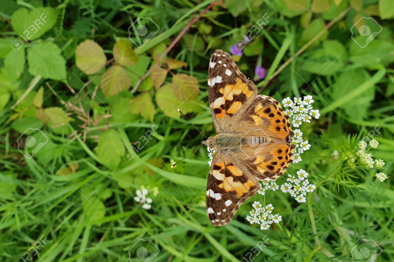 etiam-dictum-ipsum-a-felis