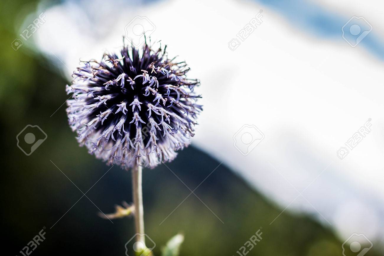 Echinops Sphaerocephalus 共通名素晴らしいグローブあざみとか薄いグローブ アザミ によって知られているキク科の家族に属している世界アザミの種であります の写真素材 画像素材 Image