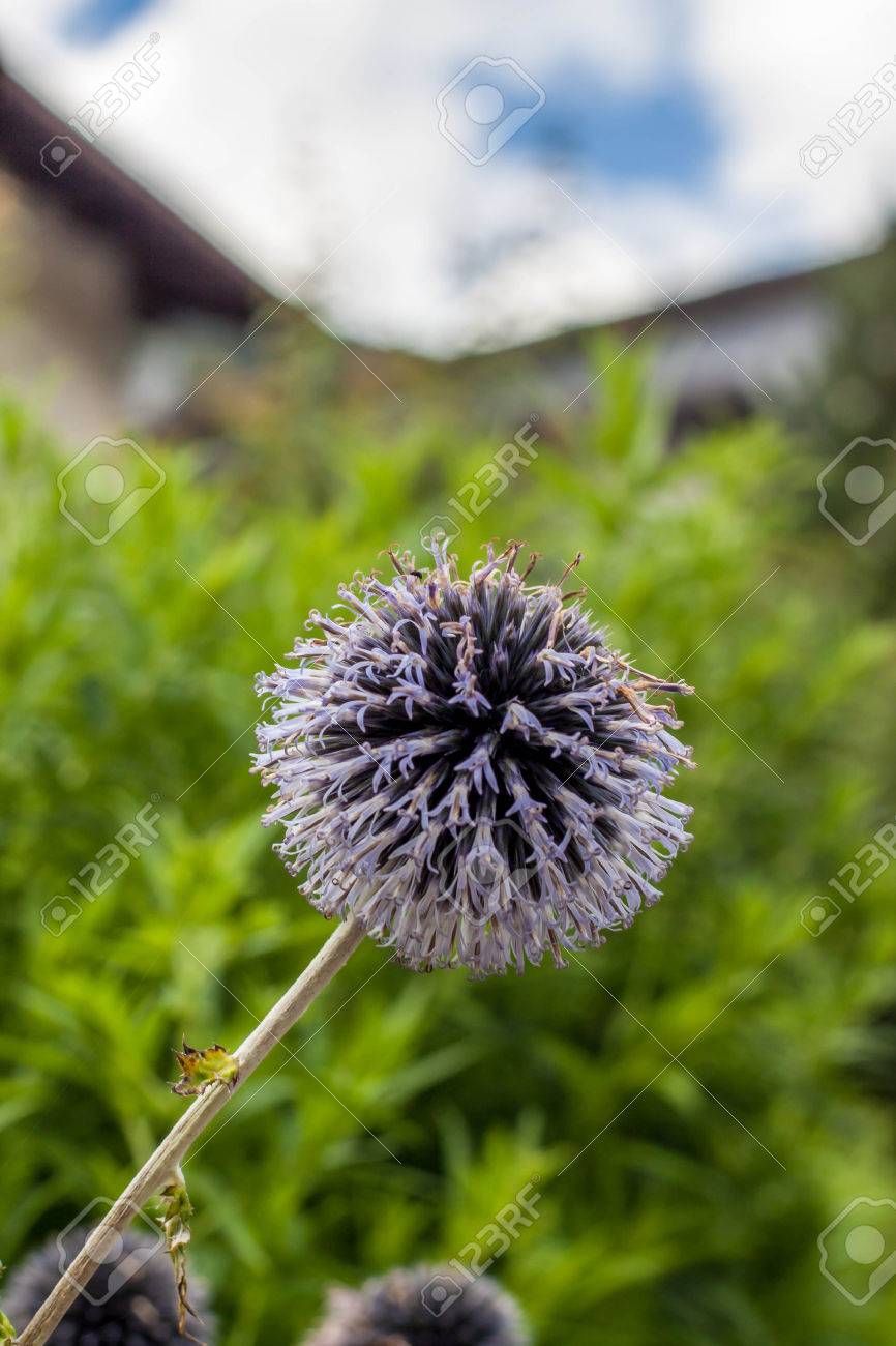 Echinops Sphaerocephalus 共通名素晴らしいグローブあざみとか薄いグローブ アザミ によって知られているキク科の家族に属している世界アザミの種であります の写真素材 画像素材 Image