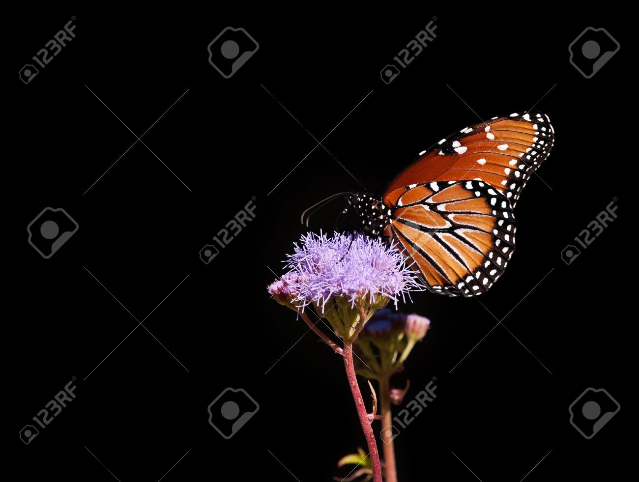 クイーン バタフライ ダナオス Gilippus 黒い背景に対してグレッグの霧花に給餌 の写真素材 画像素材 Image クイーン バタフライ ダナオス Gilippus 黒い背景に対してグレッグの霧花に給餌 の写真素材 画像素材 Image