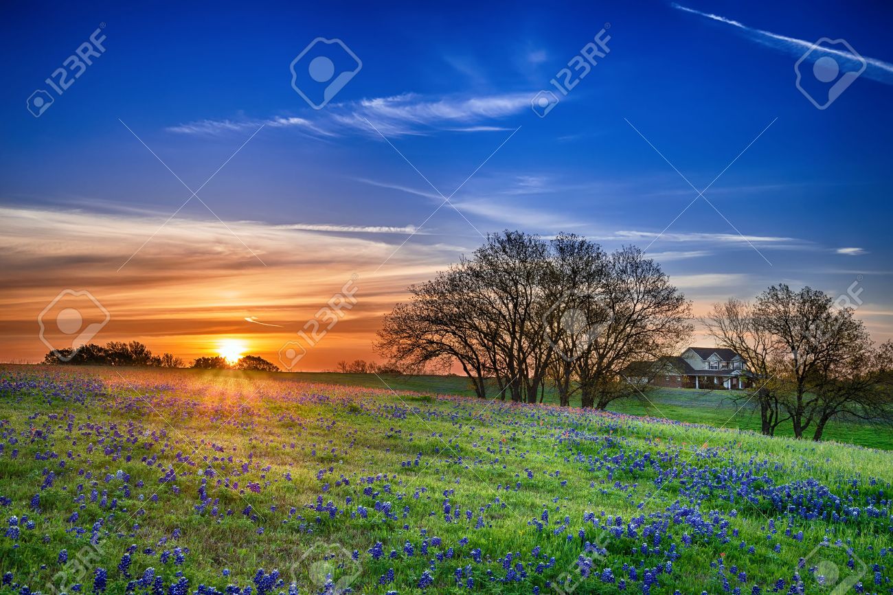 Texas bluebonnet spring wildflower field at sunrise - 27713048 Texas bluebonnet spring wildflower field at sunrise - 27713048