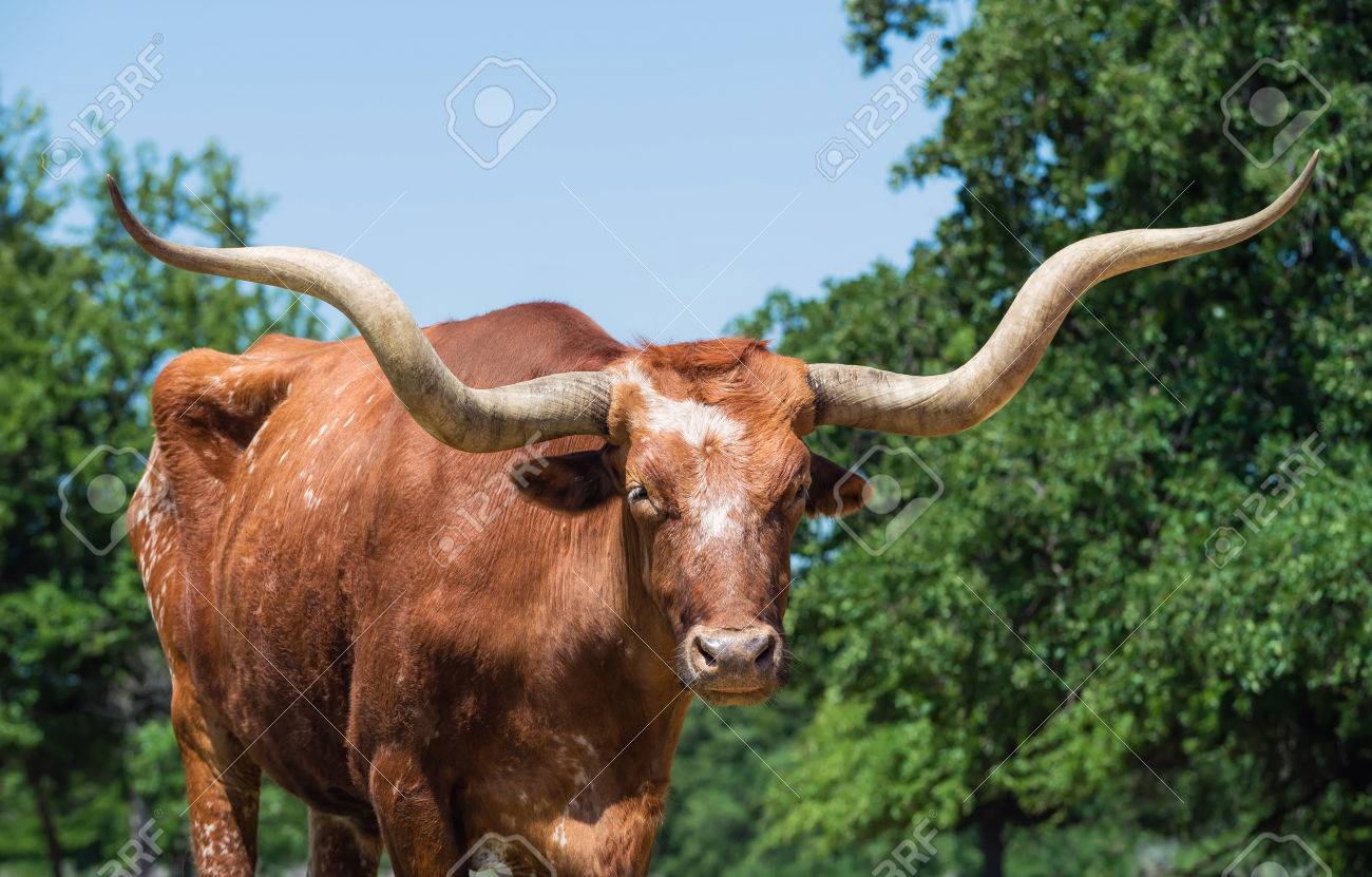 29228187-closeup-of-texas-longhorn-trees