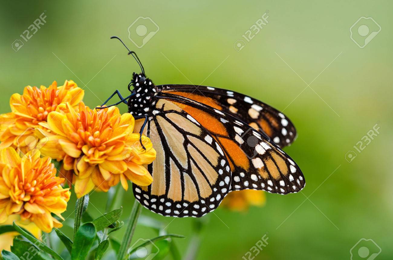 butterfly background stock photos royalty free butterfly background butterfly background