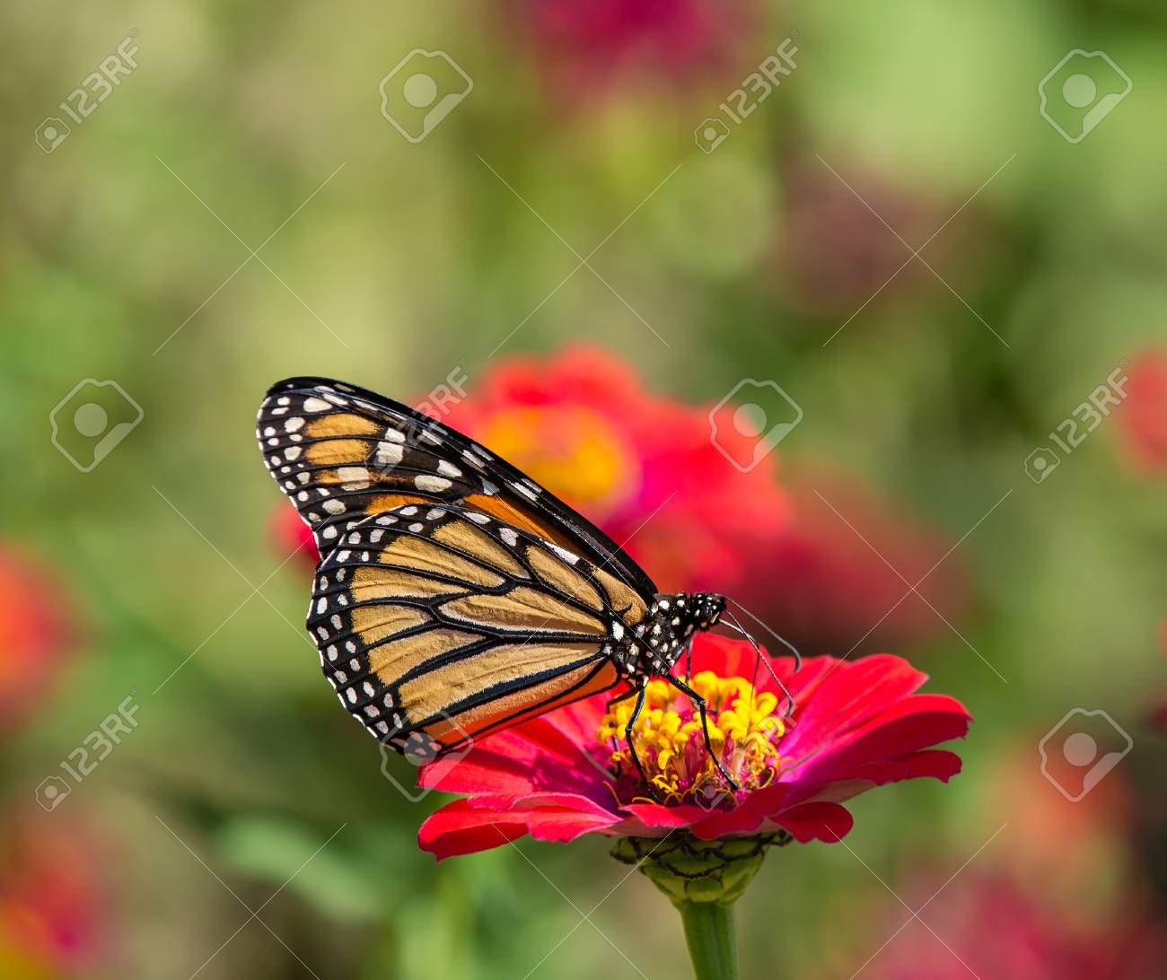 モナーク蝶 オオカバマダラ 赤の百日草の花の供給 の写真素材 画像素材 Image