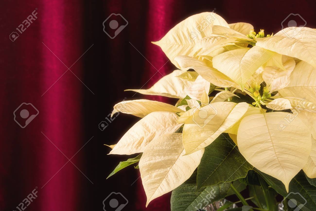 Stella Di Natale Bianca.Immagini Stock Chiuda In Su Di Una Stella Di Natale Bianca Crema Fiore Della Stella Di Natale Contro La Priorita Bassa Scura Del Velluto Image 91737707