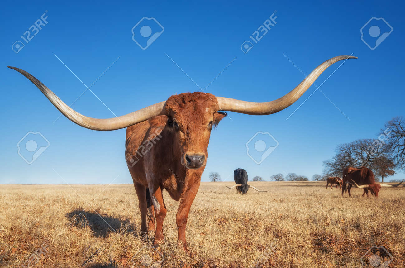 ⏱SALE！テキサスロングホーン　牛　角　バッファロー　スカル アメリカン ⏱SALE！テキサスロングホーン 牛 角 バッファロー スカル アメリカン