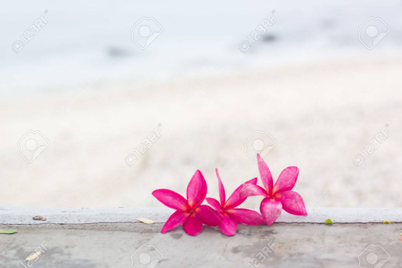 Pink Plumeria On The Beach Stock Photo Picture And Royalty Free Image Image Pink Plumeria On The Beach Stock Photo Picture And Royalty Free Image Image