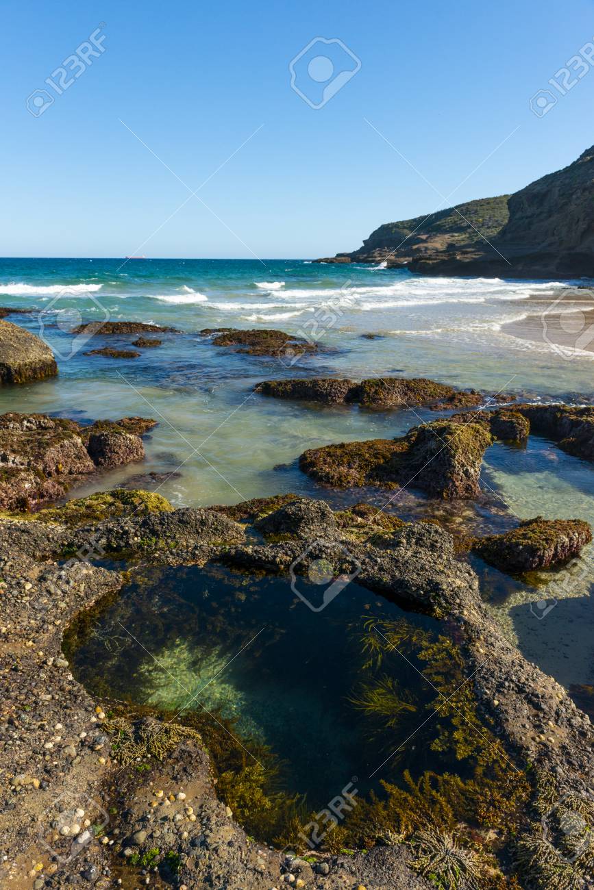 Overholdelse af New Zealand melodisk Nature From Beach In Sydney Australia Stock Photo, Picture And Royalty Free  Image. Image 104272432.