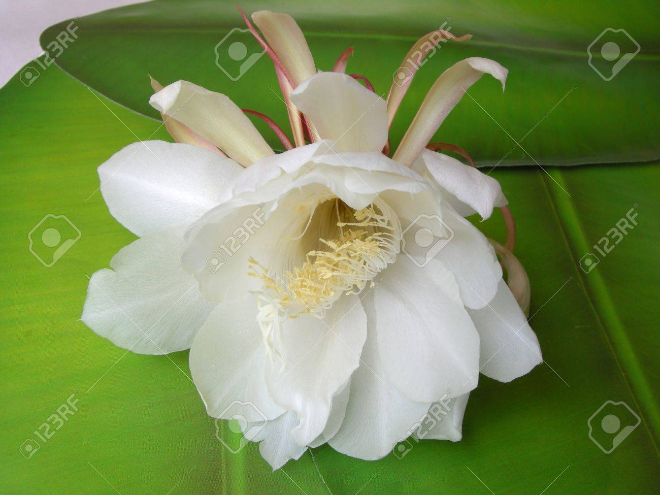 Bramha カマルは インド神話の創造主の主にちなんで珍しいハスです この美しいといわれている花 クジャク サボテン セレウス 咲く夜間中に年に一度だけ それは花および花の周りにそれを見て非常に幸運考慮されます の写真素材 画像素材 Image