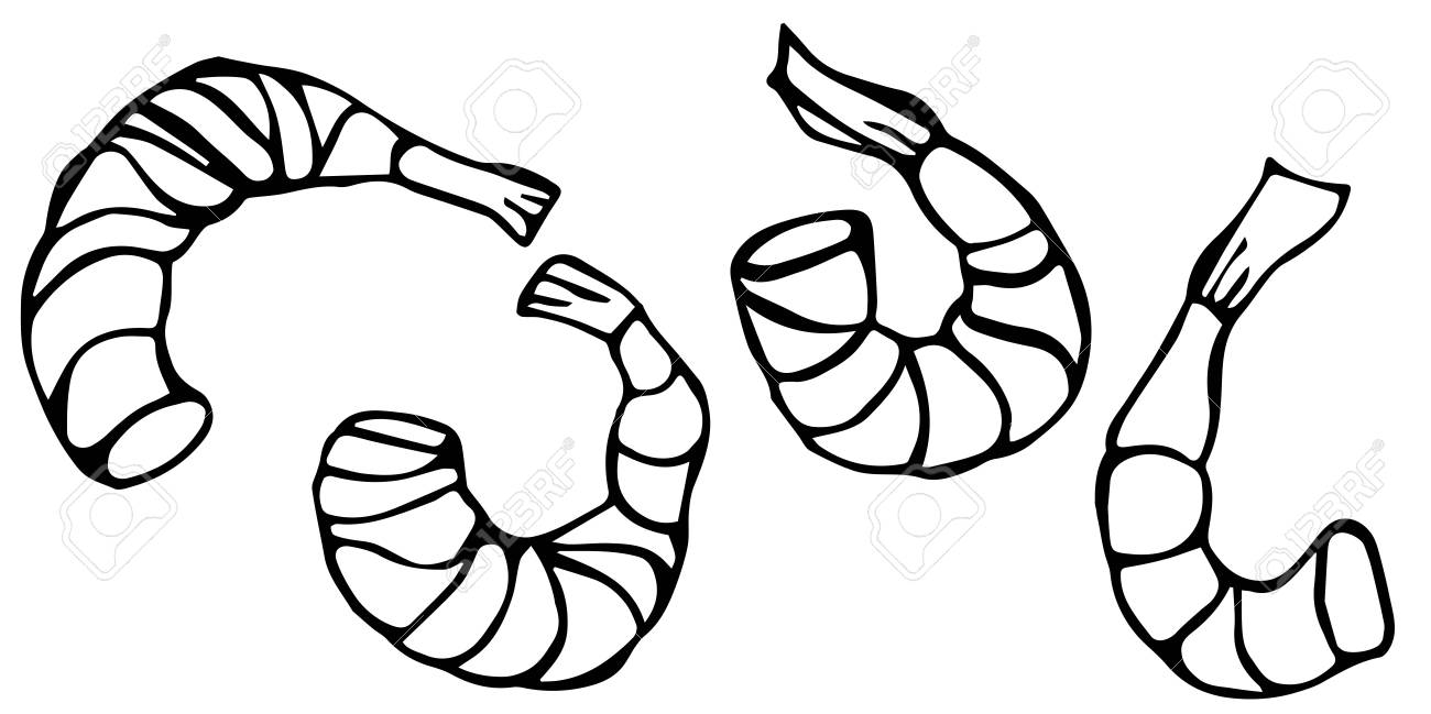 Set Of Cooked Shrimps. Vector Seafood Prawn Realistic Illustration Royalty  Free SVG, Cliparts, Vectors, and Stock Illustration. Image 77690068.