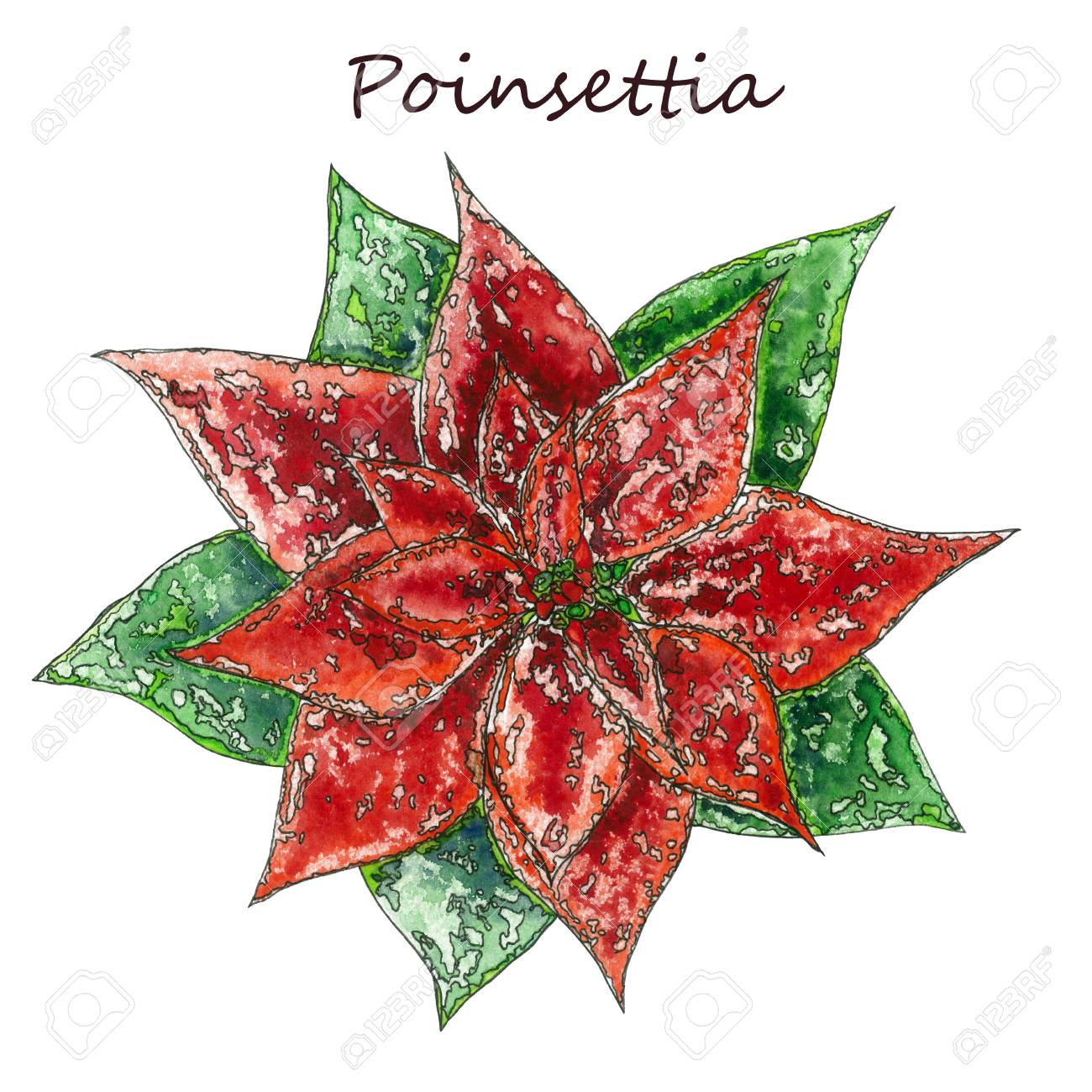クリスマスのポインセチアの花 紅葉水彩 手の絵の花束植物図面 グリーティング カード 招待状 およびその他の印刷プロジェクトの例 の写真素材 画像素材 Image