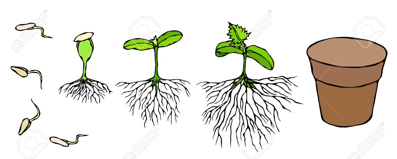 Germ And Seeds Sprout With Roots In Ground Seedling Shoot Royalty Free Cliparts Vectors And Stock Illustration Image