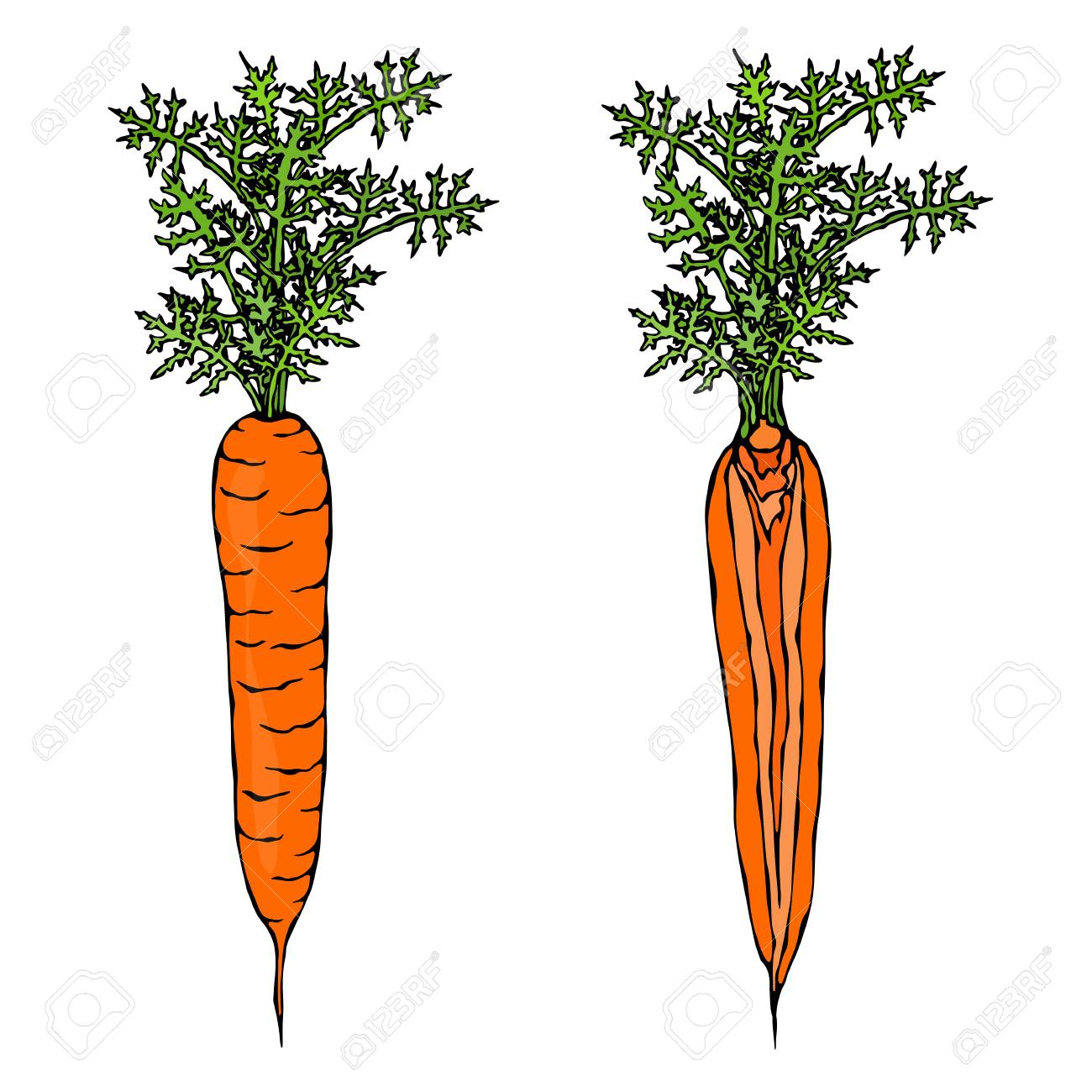 葉 落書きスタイルのイラストと新鮮なオレンジニンジン のイラスト素材 ベクタ Image