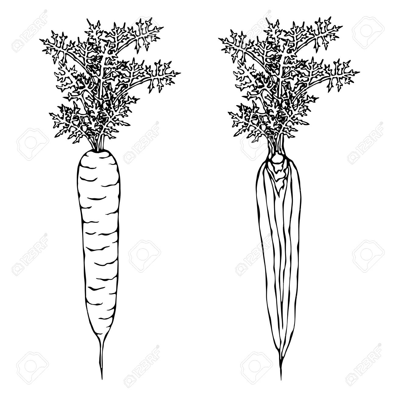 新鮮なニンジンと葉 ニンジンの半分 スライスしたニンジン 熟した野菜 ニンジンとトップス のイラスト素材 ベクタ Image 97616319