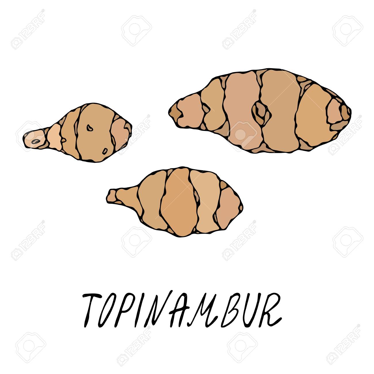 Jerusalem Artichoke or Topinambur. Vegetable Collection. EPS10 Vector. Hand Drawn Doodle Style Realistic Illustration - 127696328 Jerusalem Artichoke or Topinambur. Vegetable Collection. EPS10 Vector. Hand Drawn Doodle Style Realistic Illustration - 127696328