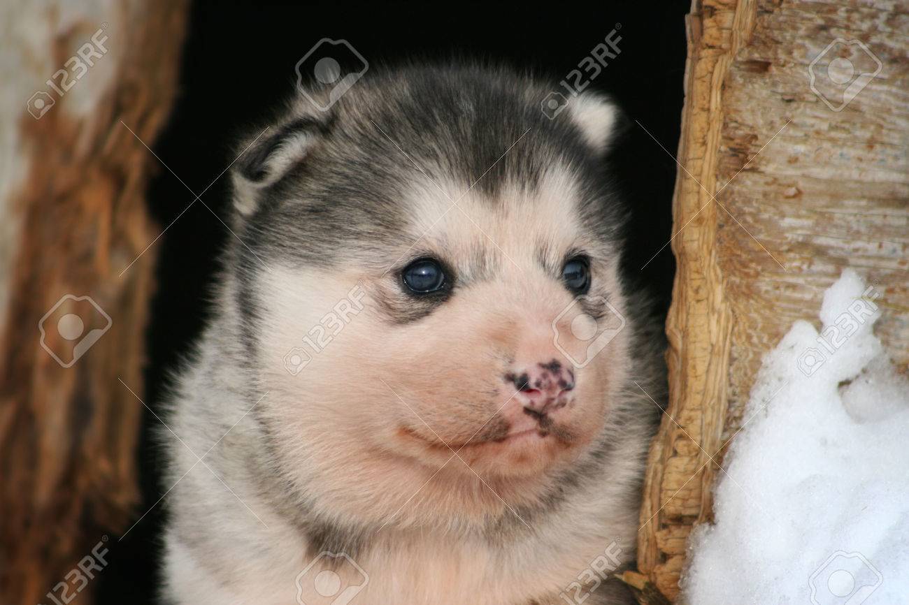 Husky Baby Stock Photo Picture And Royalty Free Image Image Husky Baby Stock Photo Picture And Royalty Free Image Image