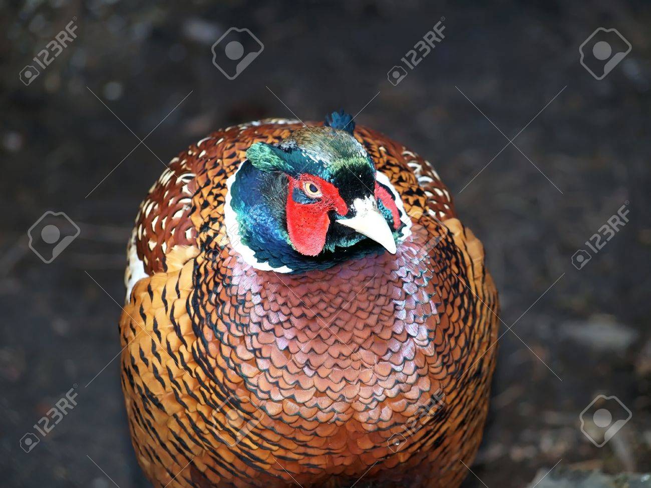 etiam-dictum-ipsum-a-felis