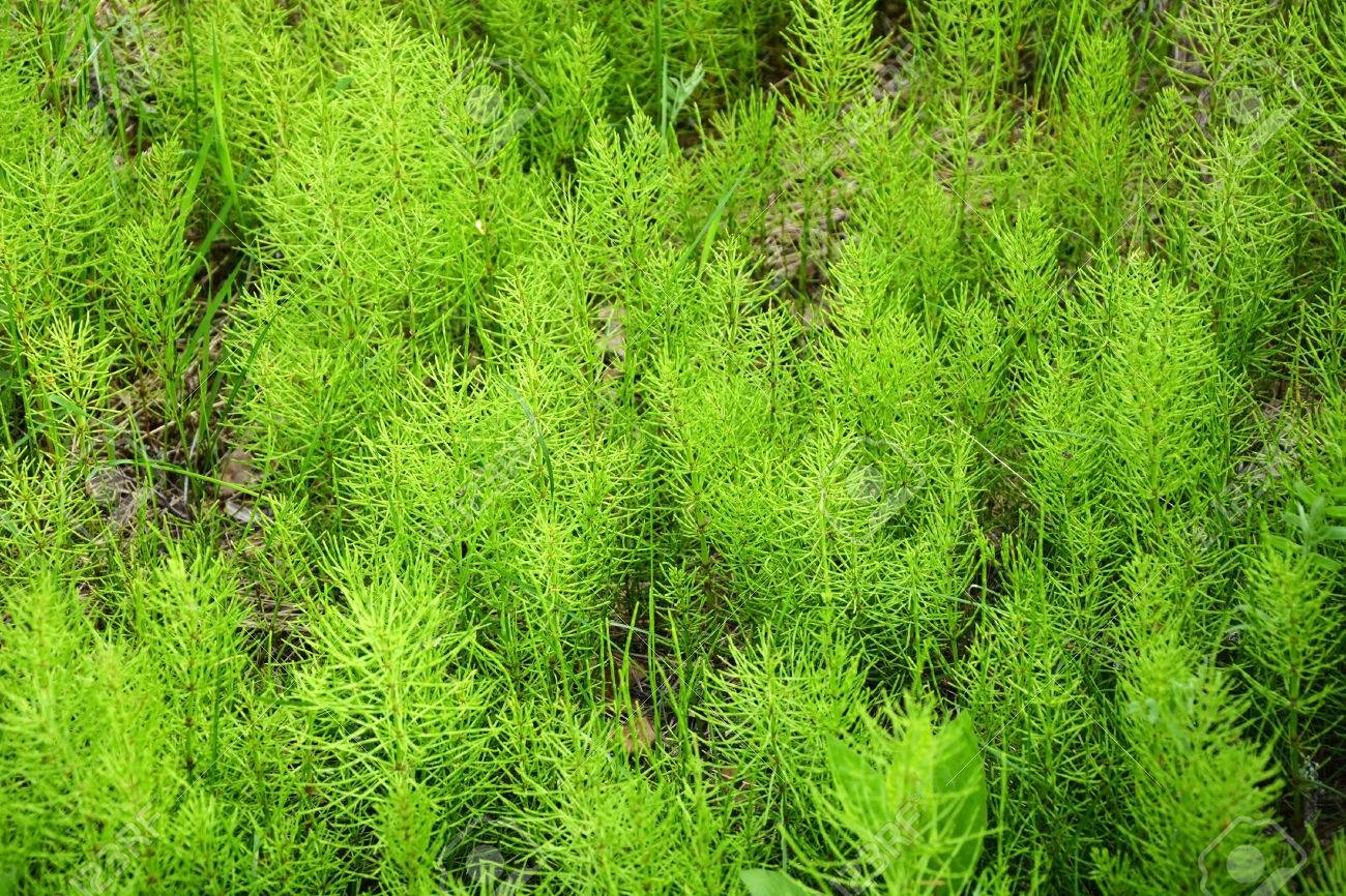 Ancient Plant As A Background At Spring Season Called Horsetail Stock Photo Picture And Royalty Free Image Image
