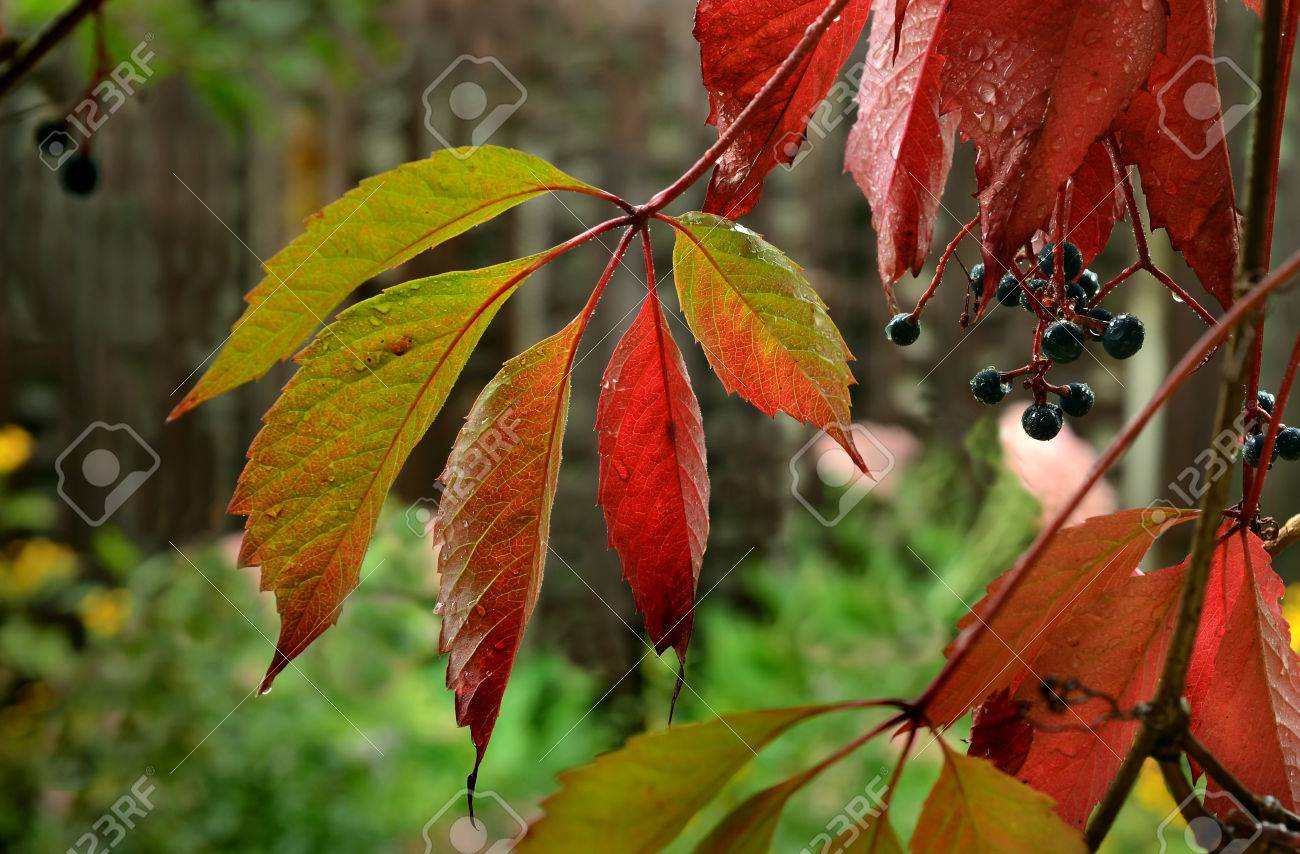 ウェット カラフルな紅葉とアイビーの果実 の写真素材 画像素材 Image