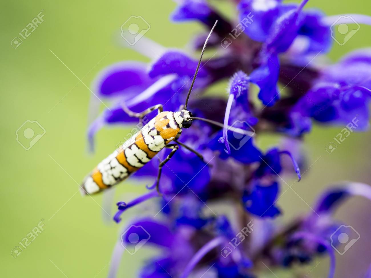 etiam-dictum-ipsum-a-felis