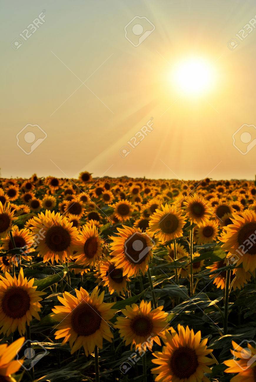 夕暮れのひまわり畑 の写真素材 画像素材 Image