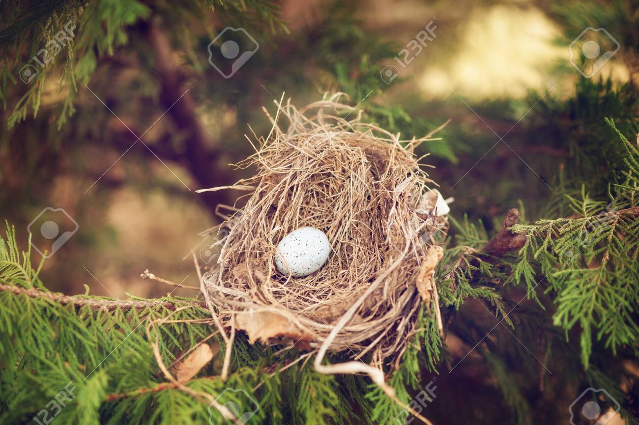 Ovo De Pássaro Em Um Ninho Em Um Ramo Primavera Foto Royalty Free,  Gravuras, Imagens e Banco de fotografias. Image 25858536, image size:1300x865