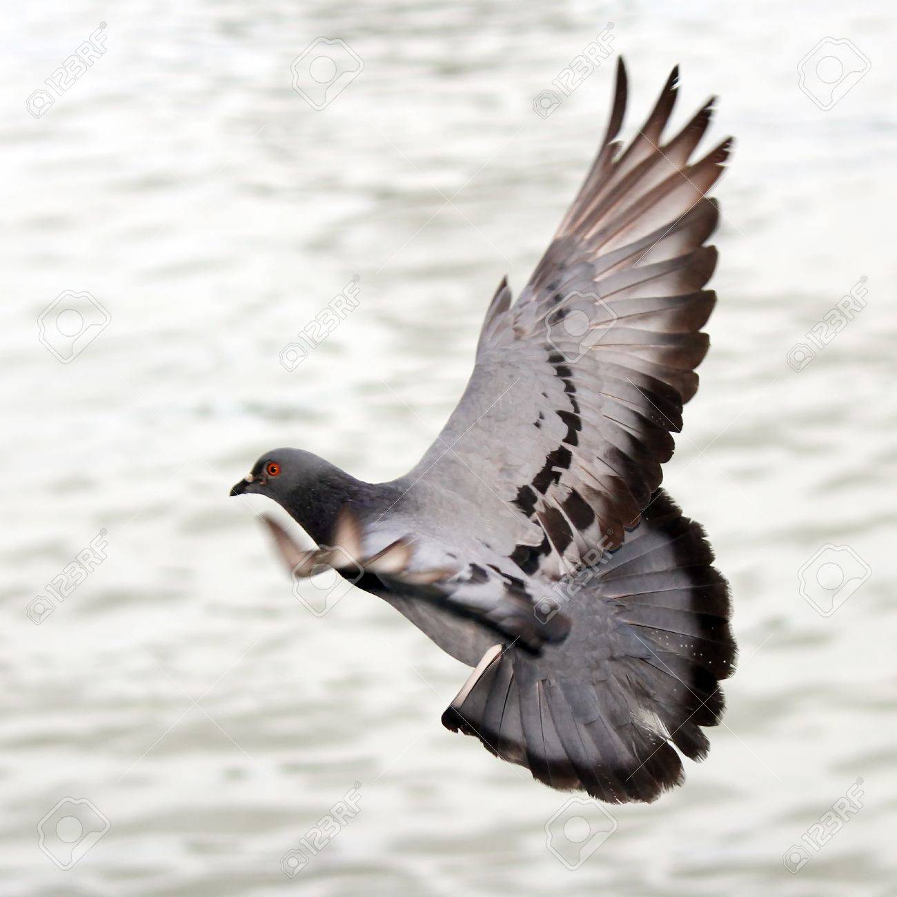 自然の空飛ぶ鳩 の写真素材 画像素材 Image