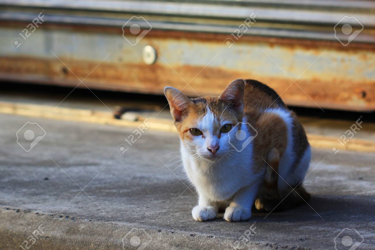 etiam-dictum-ipsum-a-felis